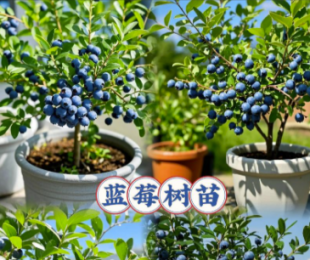 哪種藍莓最好吃最甜,哪種藍莓品種比較好吃